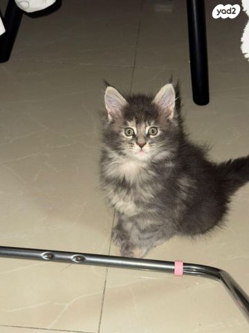 חתול מיין קון