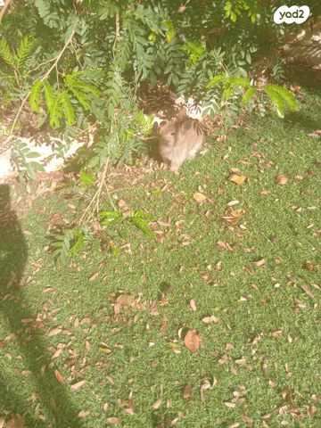 מכרסם ארנב ננסי