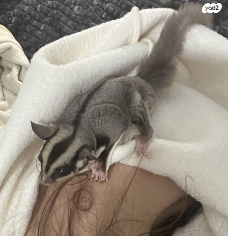 מכרסם סנאי מעופף \ שוגר