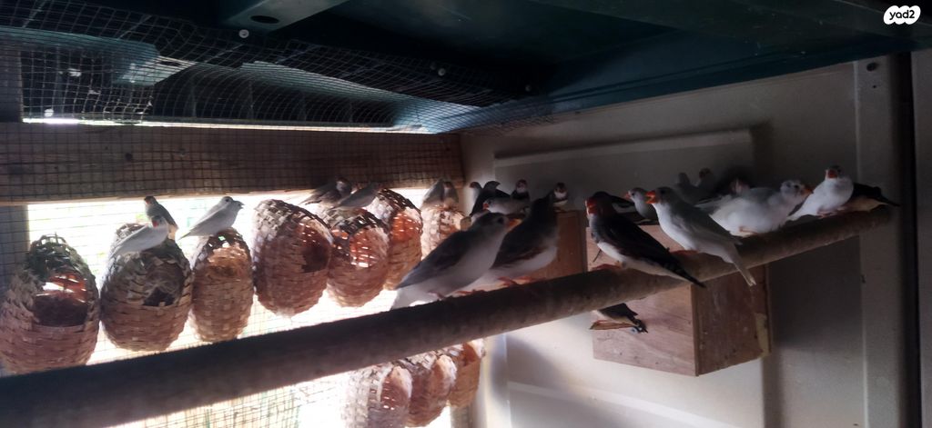 תוכי פינקים