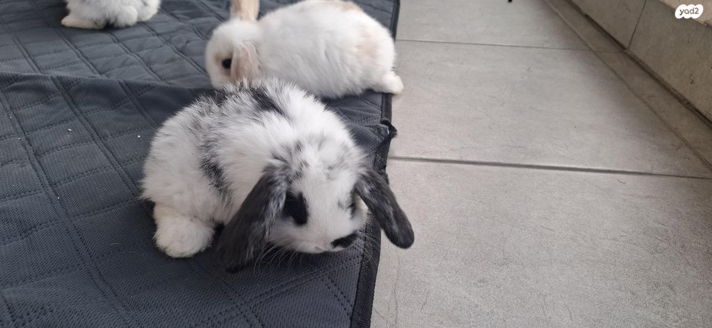 מכרסם ארנב שמוט אוזניים