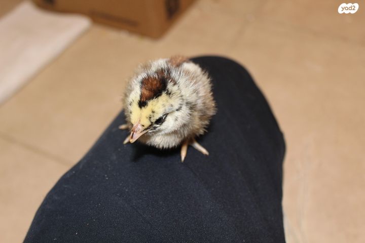 חיית משק בלאדי