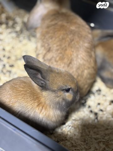 מכרסם ארנב שמוט אוזניים