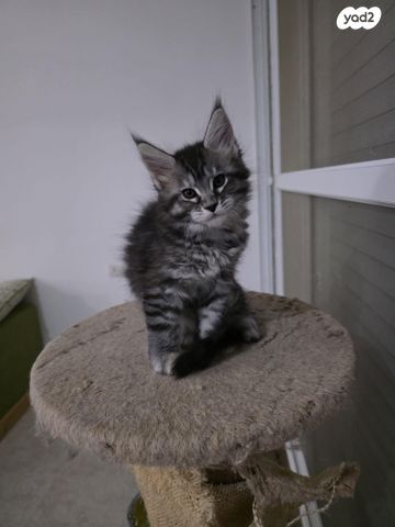 חתול מיין קון