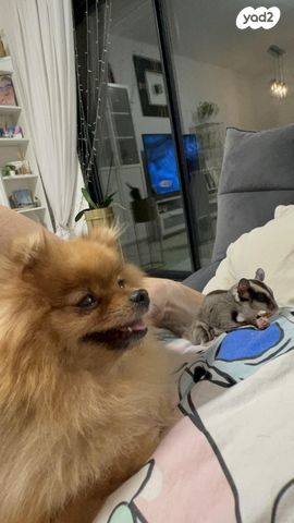 מכרסם סנאי מעופף \ שוגר