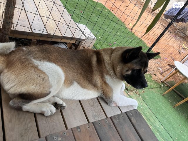 כלב אקיטה אמריקאי