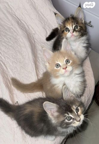 חתול מיין קון