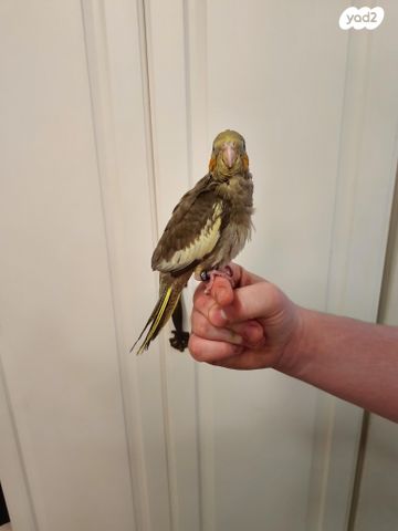 תוכי קוקוטייל