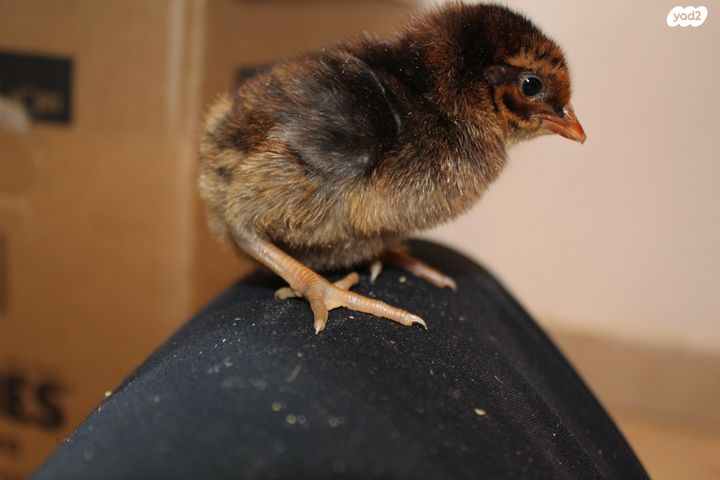 חיית משק בלאדי