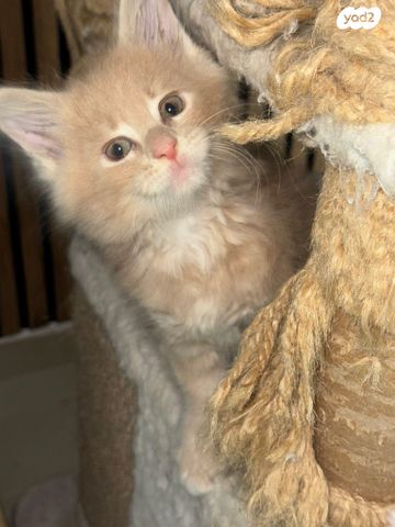 חתול מיין קון