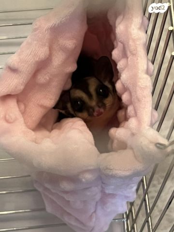 מכרסם סנאי מעופף \ שוגר