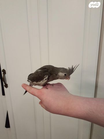 תוכי קוקוטייל