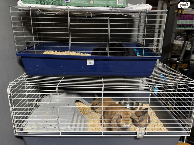 מכרסם ארנב שמוט אוזניים