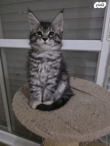 חתול מיין קון