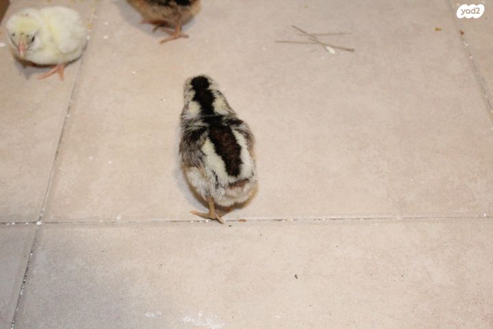 חיית משק בלאדי