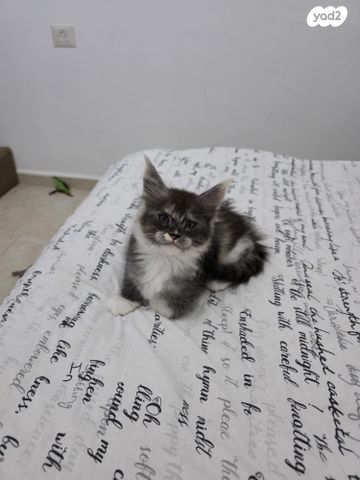 חתול מיין קון