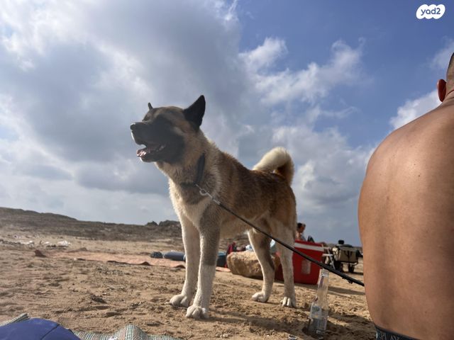 כלב אקיטה אמריקאי