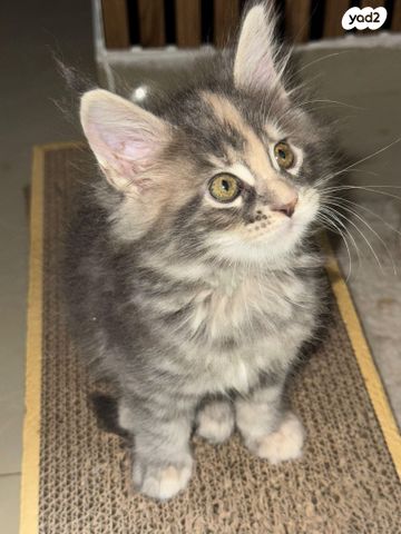 חתול מיין קון