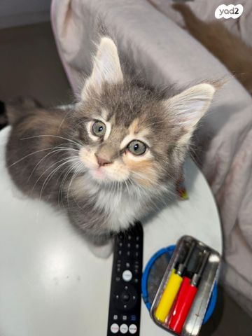 חתול מיין קון