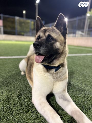 כלב אקיטה אמריקאי