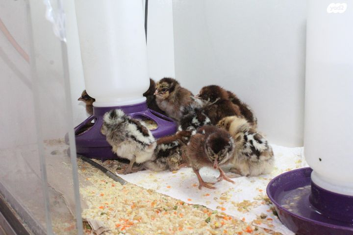 חיית משק בלאדי