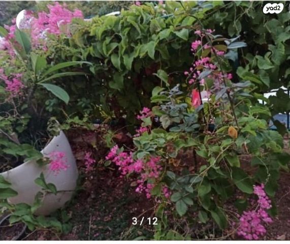 דירה, השיקמה, רמות יצחק, נשר