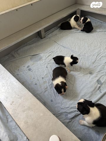 כלב בוסטון טרייר