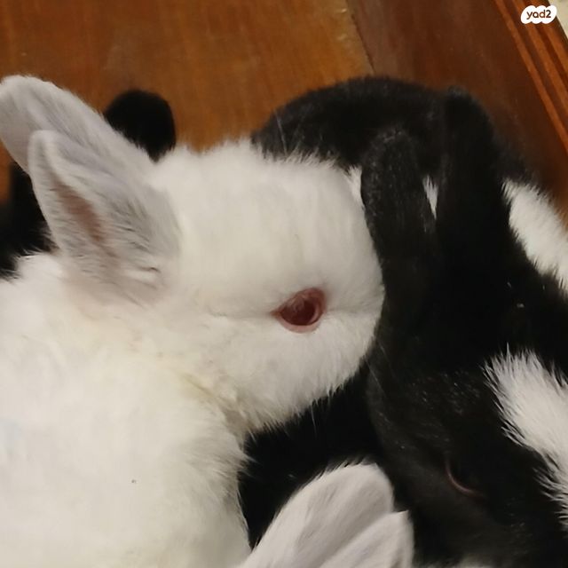 מכרסם ארנב \ שפן