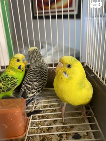 תמונת מודעה - חיות מחמד