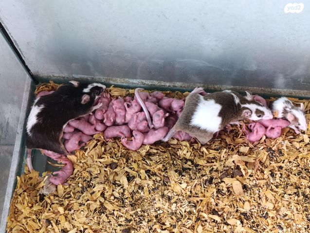 תמונת מודעה - חיות מחמד