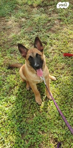 תמונת מודעה - חיות מחמד