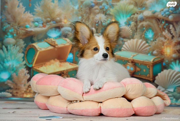 תמונת מודעה - חיות מחמד