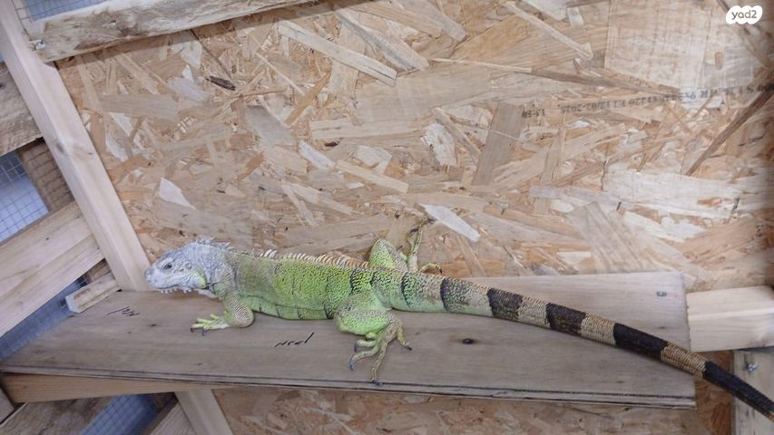 תמונת מודעה - חיות מחמד