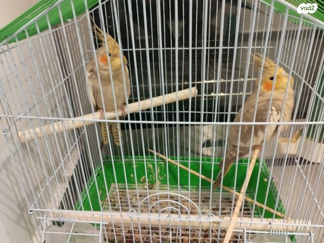 תמונת מודעה - חיות מחמד