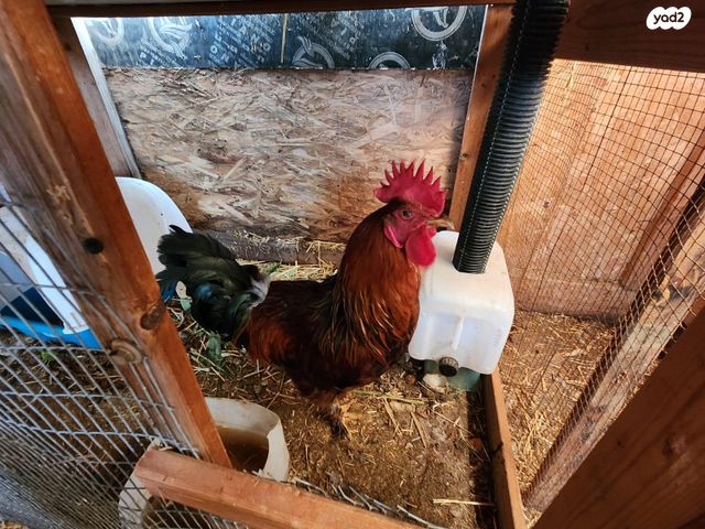 תמונת מודעה - חיות מחמד