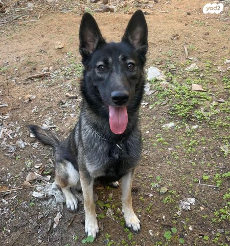 תמונת מודעה - חיות מחמד