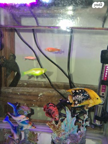 תמונת מודעה - חיות מחמד