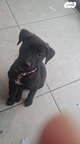 תמונת מודעה - חיות מחמד