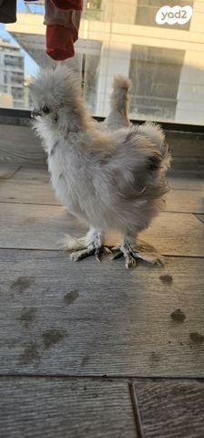 תמונת מודעה - חיות מחמד