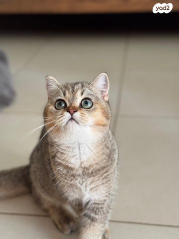 תמונת מודעה - חיות מחמד