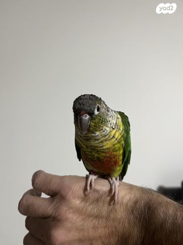 תמונת מודעה - חיות מחמד