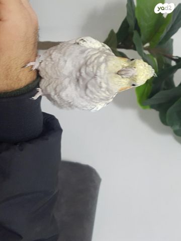 תמונת מודעה - חיות מחמד