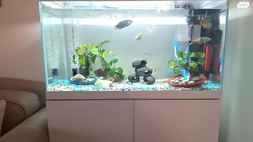 תמונת מודעה - חיות מחמד