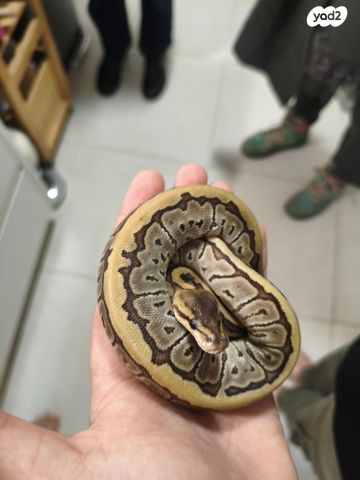 תמונת מודעה - חיות מחמד