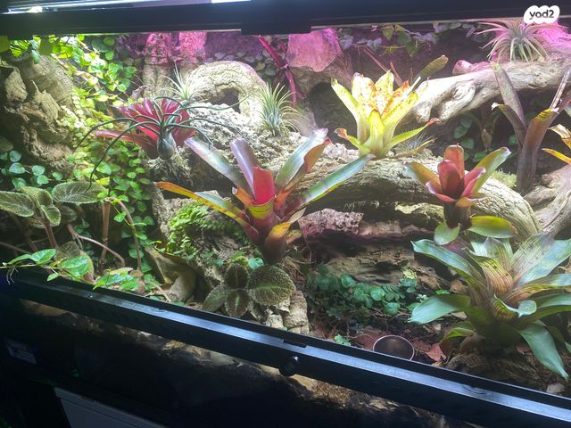 תמונת מודעה - חיות מחמד