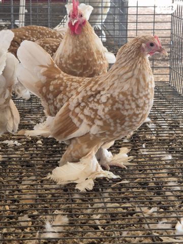 תמונת מודעה - חיות מחמד