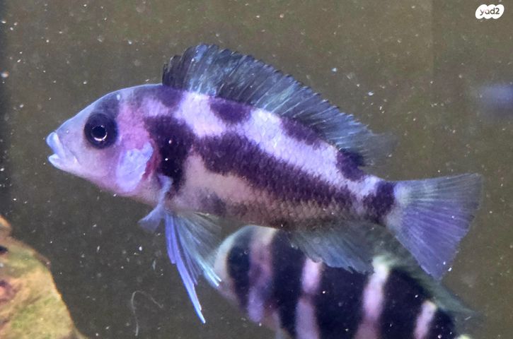 תמונת מודעה - חיות מחמד