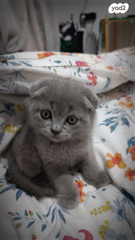 תמונת מודעה - חיות מחמד