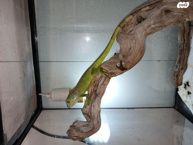 תמונת מודעה - חיות מחמד