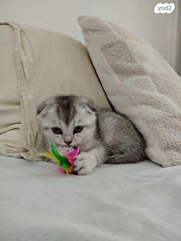 תמונת מודעה - חיות מחמד